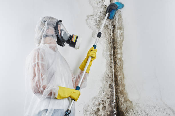 Best Office Mold Removal Services  in Riverside, MO