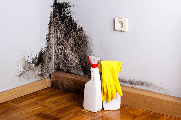 Professional Mold Removal in Riverside, MO
