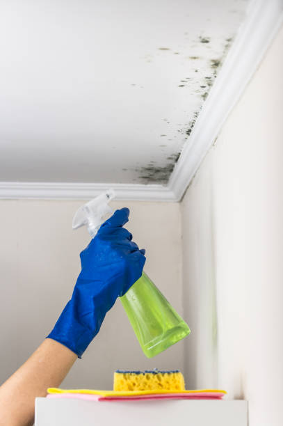 Best Black Mold Removal  in Riverside, MO